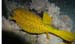yellow boxfish.jpg